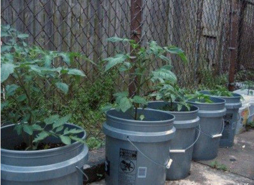 5 Liter Plastikbehälter für den Gemüsegarten